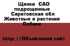 Щенки  САО подрощенные - Саратовская обл. Животные и растения » Собаки   